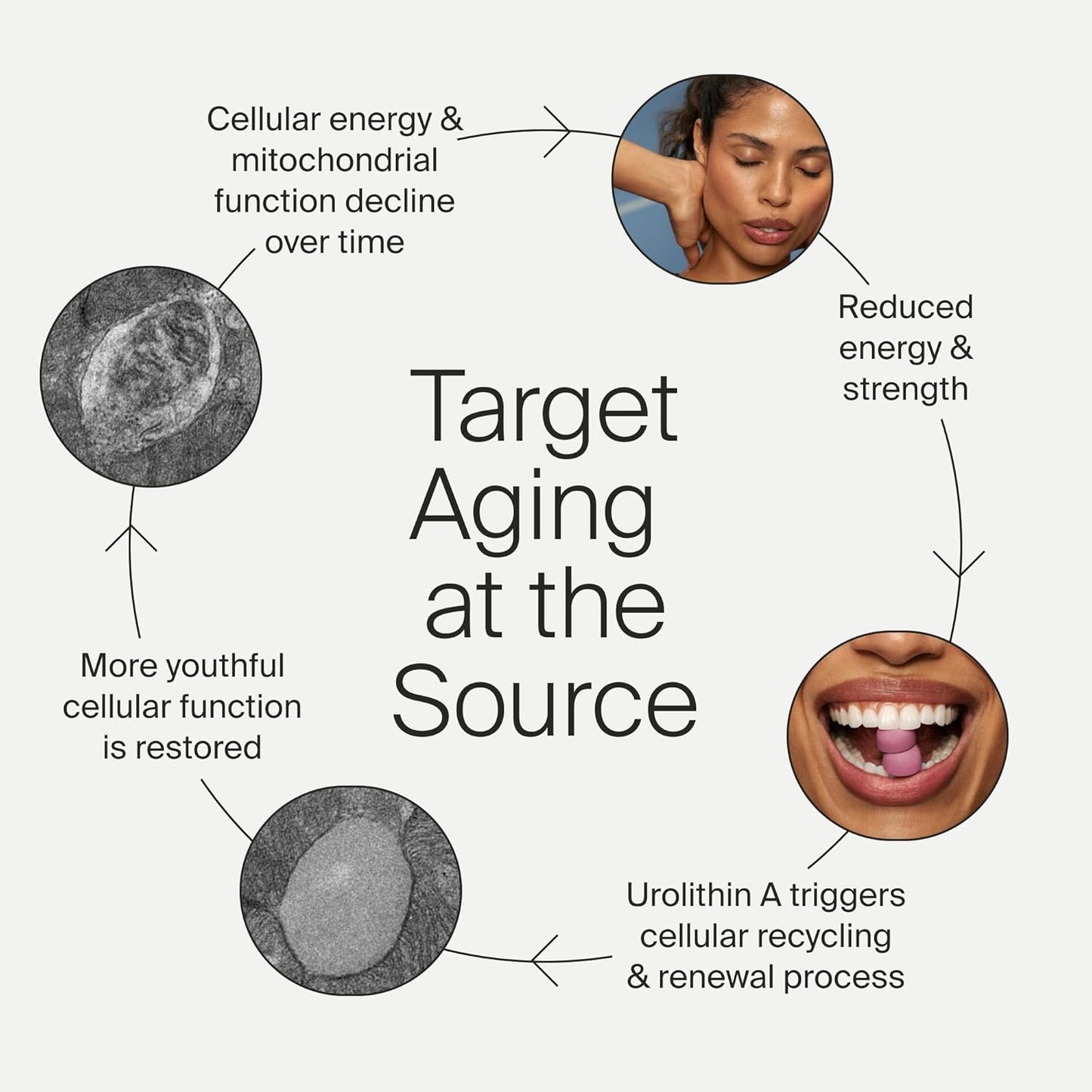 Mitopure Gummies Sugar Free